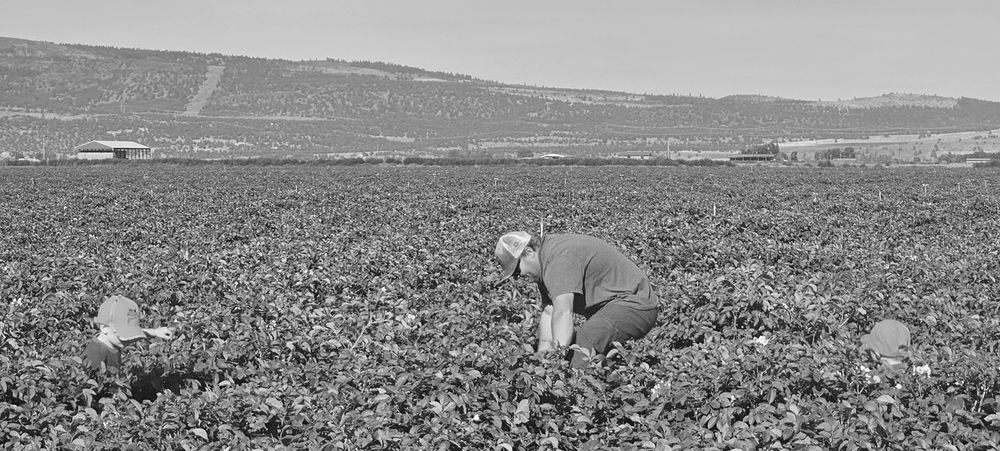 Crew kneeling to check plants in a wide potato field, with hills on the horizon