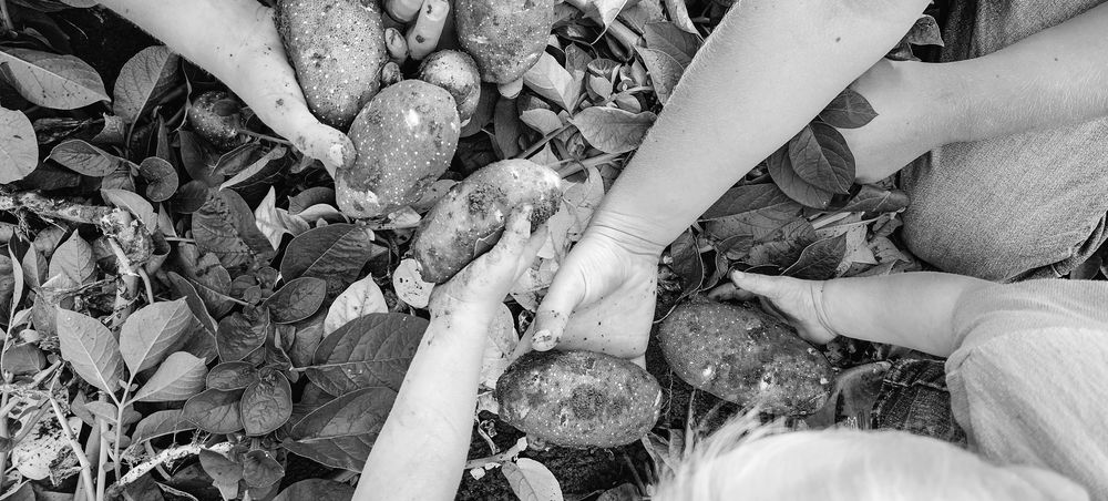 Kids' and adults' hands holding freshly dug potatoes over the plants
